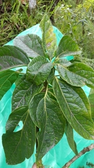Dendropanax