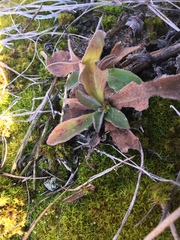 Pilosella aurantiaca