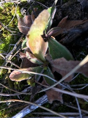 Pilosella aurantiaca