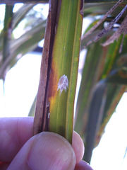 Laminicoccus flandersi