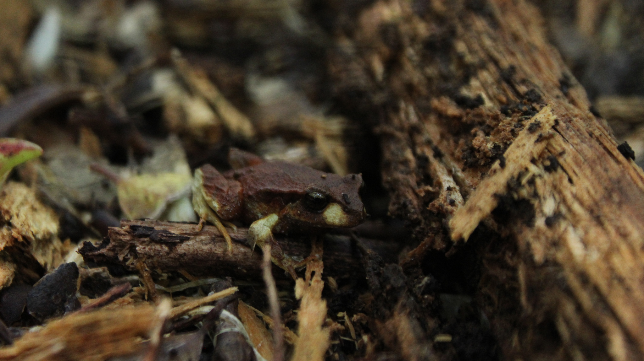 Eupsophus altor Nuñez, Rabanal & Formas, 2012