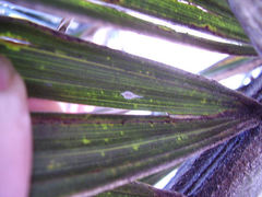 Laminicoccus flandersi