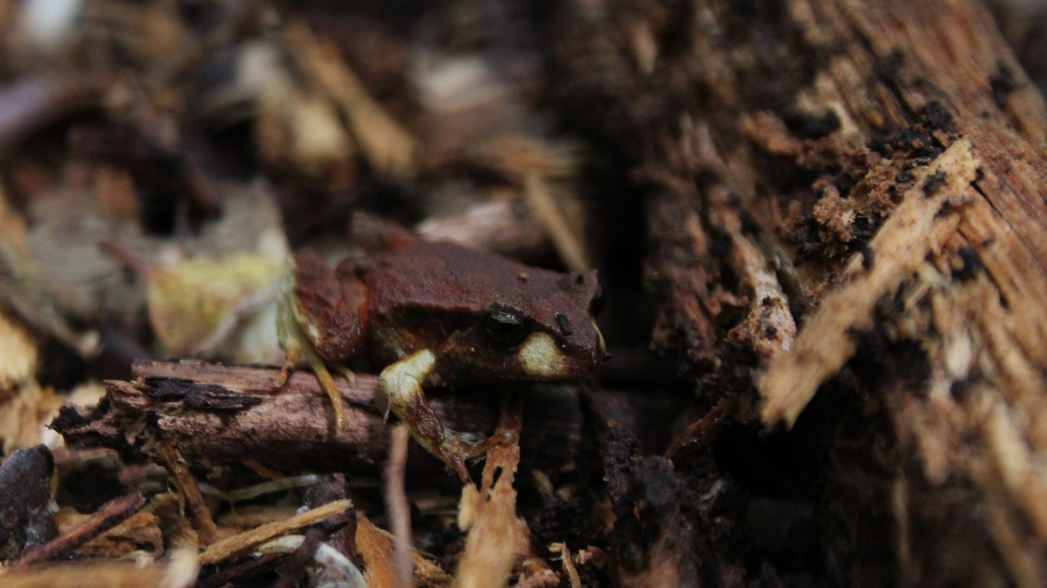 Eupsophus altor Nuñez, Rabanal & Formas, 2012