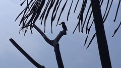 Halcyon smyrnensis fusca