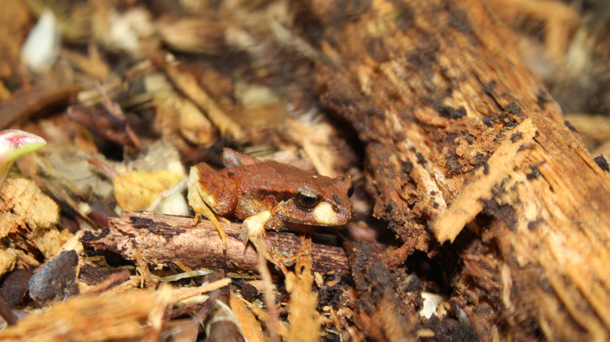 Eupsophus altor Nuñez, Rabanal & Formas, 2012