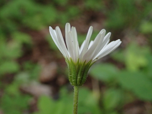 stokráska Micheliho (Aster bellidiastrum)