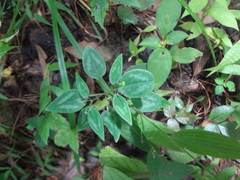 Euphorbia xalapensis