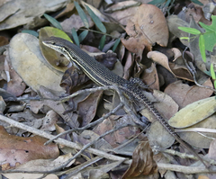 Trachylepis depressa