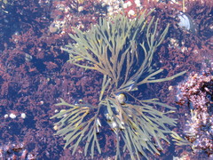 Fucus distichus edentatus