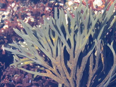 Fucus distichus edentatus