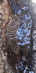 Heliaster helianthus image