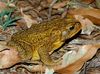 Cane Toad - Photo (c) Steve Kerr, some rights reserved (CC BY), uploaded by Steve Kerr