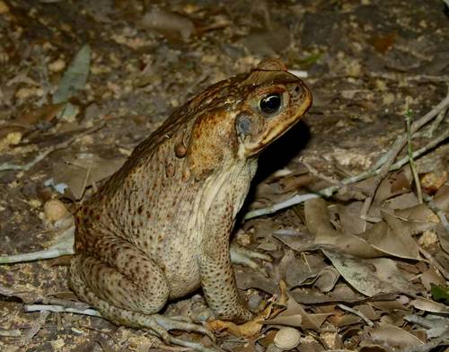Cane Toad, photo 8 of 8
