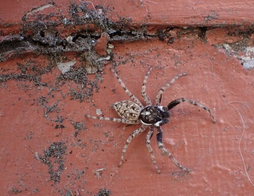 Half-edged Wall Jumping Spider, Nevada City, CA 95959, USA, photo 10 of 10