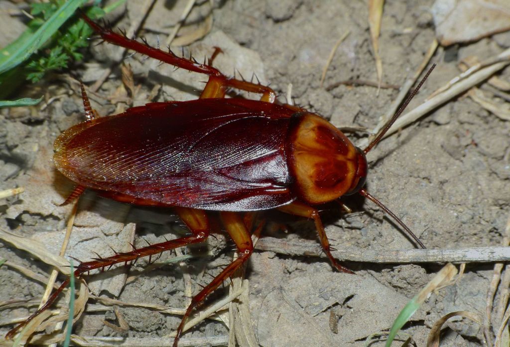 Periplaneta