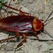 Cucarachas Y Termitas - Photo (c) Steve Kerr, algunos derechos reservados (CC BY), subido por Steve Kerr