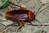 Typical Cockroaches and Termites - Photo (c) Steve Kerr, some rights reserved (CC BY), uploaded by Steve Kerr