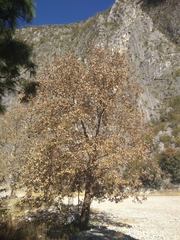 Platanus rzedowskii