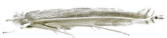 Stegommata sulfuratella