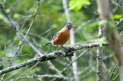 Turdus migratorius image