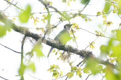 Cyanocitta cristata image