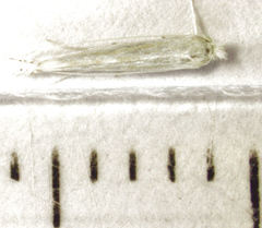 Stegommata sulfuratella