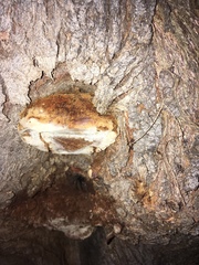 Inocutis tamaricis