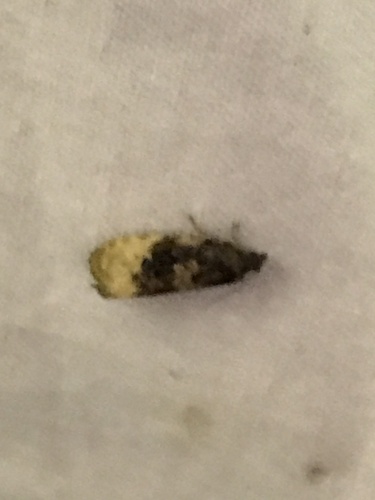 Off-white Hedya Moth, Generaal Foulkesweg, Wageningen, Gelderland, NL, photo 7 of 10