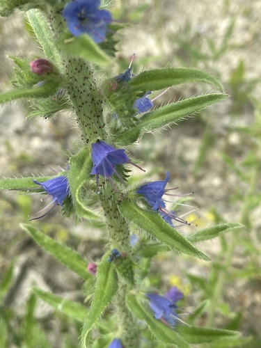 Echium vulgare