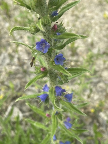 Echium vulgare