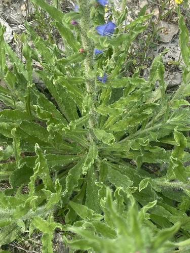Echium vulgare