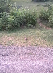 Caprimulgus asiaticus eidos