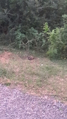 Caprimulgus asiaticus eidos