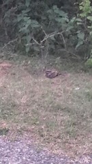 Caprimulgus asiaticus eidos