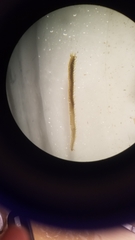 Phyllodocida