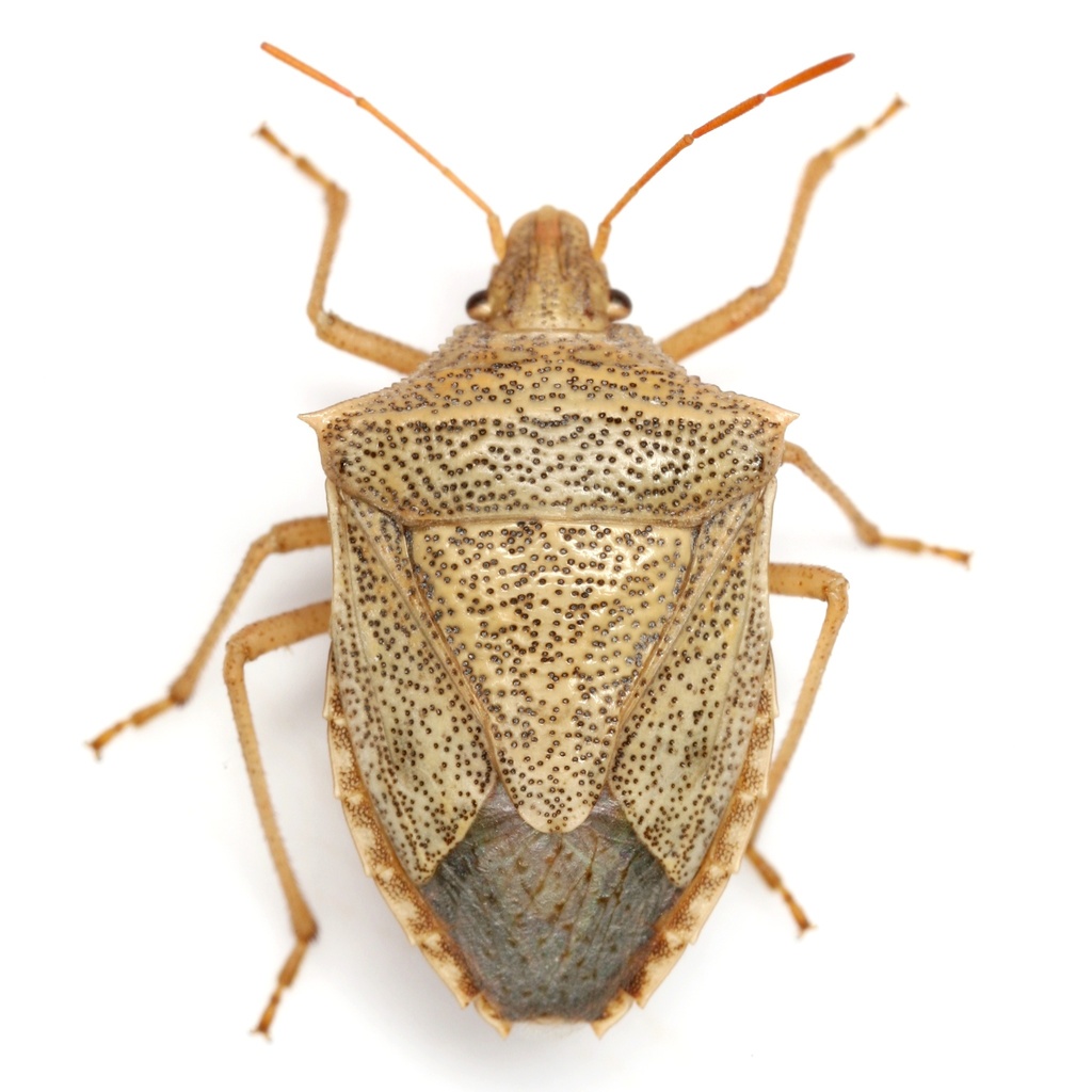 Euschistus crassus
