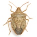 Euschistus crassus - Photo (c) Mike Quinn, Austin, TX, some rights reserved (CC BY-NC), uploaded by Mike Quinn, Austin, TX