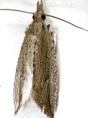 Bactra noteraula