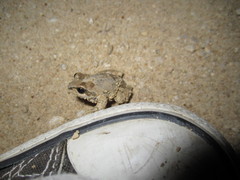 Pseudacris streckeri