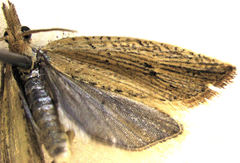 Bactra noteraula