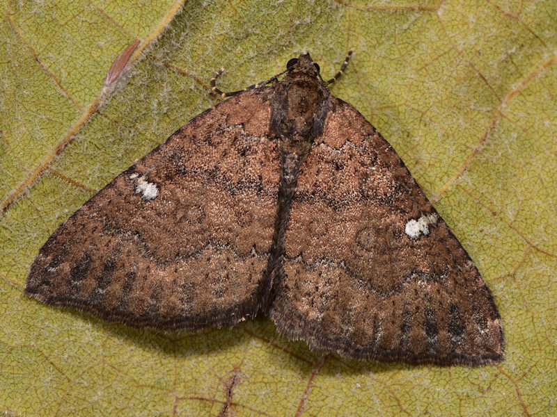 Larentia malvata