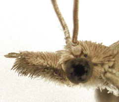 Bactra noteraula