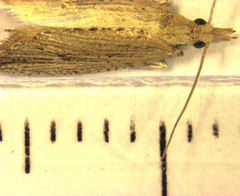 Bactra noteraula