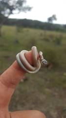Tantilla