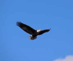 Haliaeetus leucocephalus