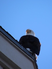 Haliaeetus leucocephalus