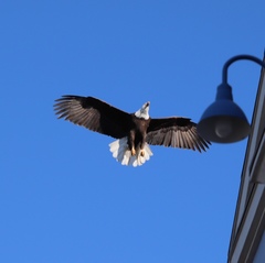 Haliaeetus leucocephalus