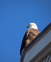 Haliaeetus leucocephalus