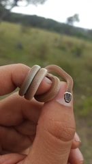 Tantilla
