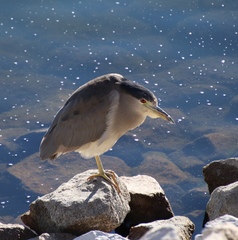 Nycticorax nycticorax